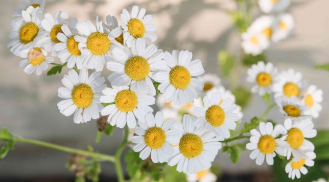 Chamomile: Herbal Menenangkan Kesehatan Mental dan Fisik