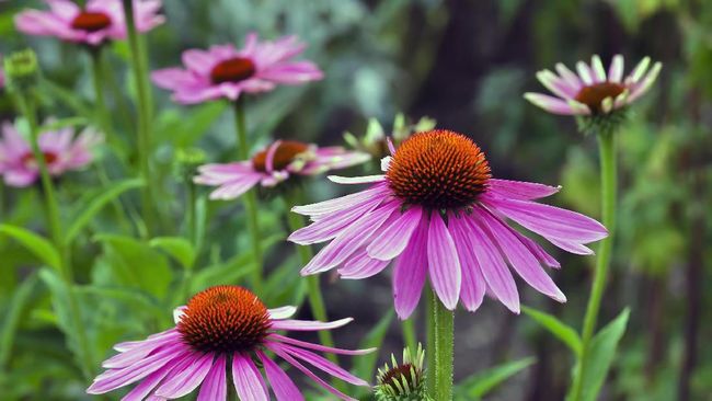 Echinacea: Obat Herbal untuk Meningkatkan Kesehatan