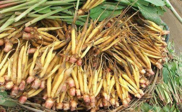 Makanan Berbasis Tanaman: Kunci Menuju Kesehatan