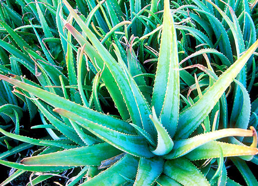 Aloe vera: Tanaman Serbaguna Beragam Manfaat Kesehatan