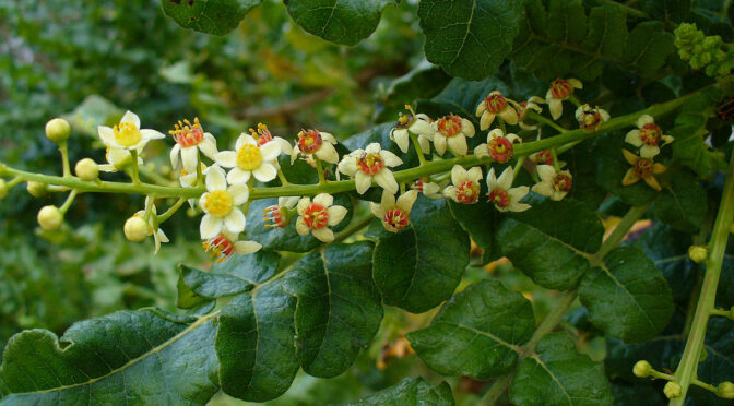 Boswellia: Tanaman Herbal Meredakan Peradangan