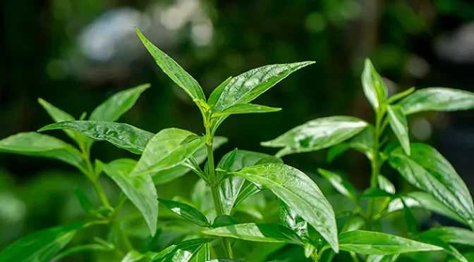 Daun Sambiloto (Andrographis paniculata): Tanaman Herbal Segudang Manfaat