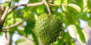 Manfaat Daun Sirsak (Annona muricata) untuk Kesehatan Tubuh